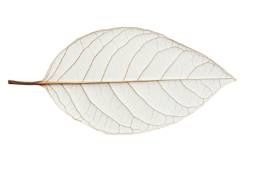 Dried white leaf with visible veins on black background, cut out