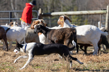 Obraz premium Black & White Border Collie Bringing Goats to Farmer