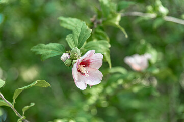 Blooming rose of Sharon (Hibiscus syriacus) in a garden