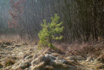 Young isolated pine tree surrounded with dry grass