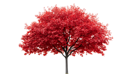 Red tree, autumn foliage, vibrant color, black background, isolated object, cut out transparent