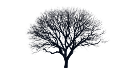 Winter tree branches covered snow, bare trunk silhouette , cut out transparent