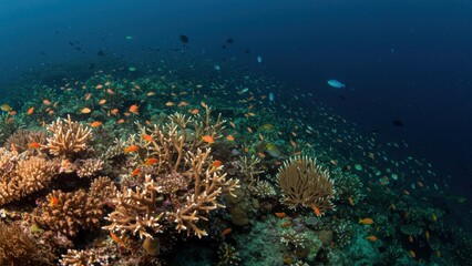 Fototapeta premium Underwater shot of a vibrant coral reef with colorful anthias swimming.