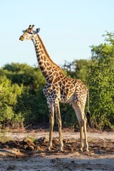 Obraz premium Giraffe Standing Tall in African Bushland Wildlife Scene at Daytime
