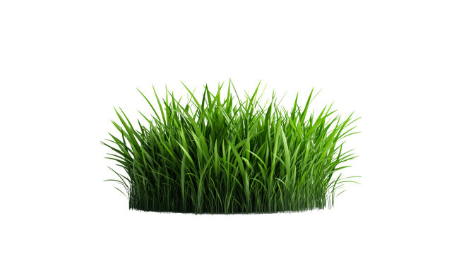 Lush green grass growing abundantly in the sun, cut out transparent