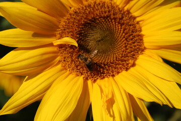 sunflower and bee