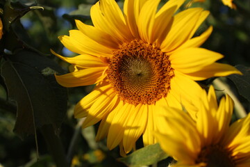 sunflower in the garden © Amelia