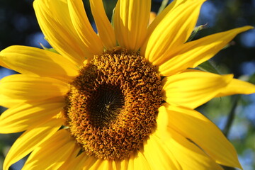 Sunflower
