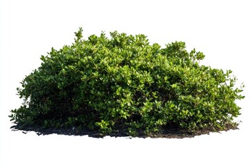 Obraz premium Green Bush with Leaves Isolated on White Background for Garden Design