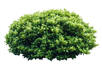 Fototapeta premium Green Bush Isolated on White Background Ideal for Landscape Design