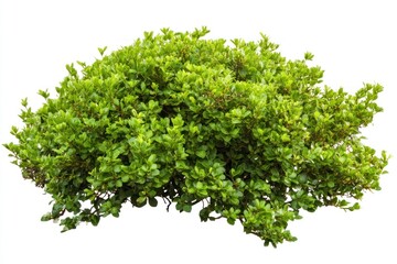 Obraz premium Isolated Green Bush with Small Leaves for Gardening or Landscaping Use