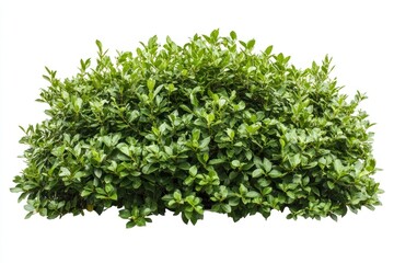Fototapeta premium Green Bush Isolated on White Background for Garden Landscaping Ideas