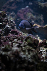 A multi-spined stickleback fish underwater.
