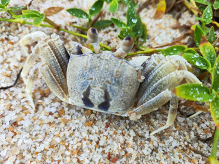 Small crab rest on the beach