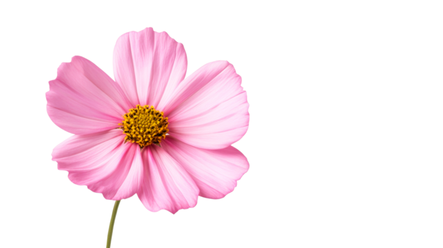 Pink cosmos flower closeup, isolated vivid blossom, cut out transparent