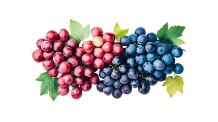 Two types of grapes with leaves on black background, cut out transparent