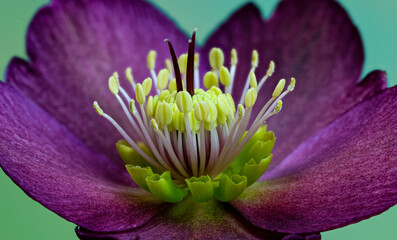 Macro view of petals, stamens, anthers, and pistils of Helleborus flower in late winter in garden in central Virginia.