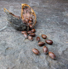 Seeds and open pod of eastern sweetshrub (Calycanthus floridus), a shrub native to eastern North America.