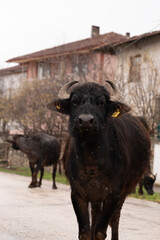 Water Buffalo Looking at the Camera on Village Road