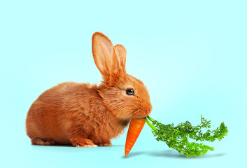Cute rabbit eating carrot on light blue background