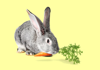 Cute rabbit eating carrot on light yellowish green background