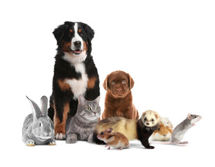 Obraz premium Group of cute domestic pets on white background
