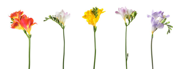 Beautiful freesia flowers on white background, set