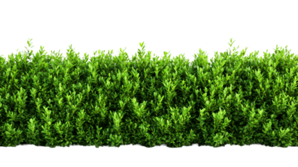 Green hedge of boxwood, plant wall, landscaping element, cut out transparent