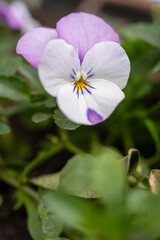 Close-Up of Purple and White Pansy Flower
Delicate pansy flower with purple and white petals blooming beside a wooden garden border, captured in soft natural light.
