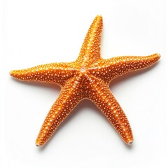Isolated Orange Starfish with White Spots on a Clean White Background