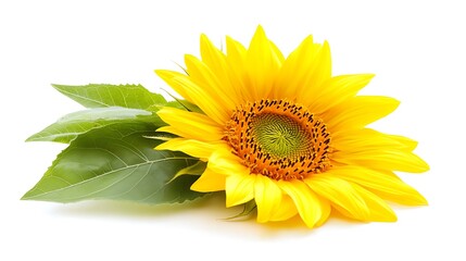 Obraz premium Bright yellow sunflower with a vibrant round center and lush green leaves, radiating summer warmth and natural beauty