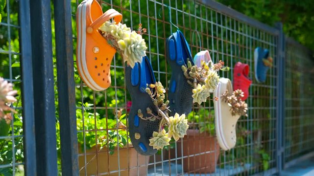 Colorful rubber clogs repurposed as hanging planters on a metal fence. Orange and blue rubber clogs are hanging on a metal fence, repurposed as innovative planters for succulent plants
