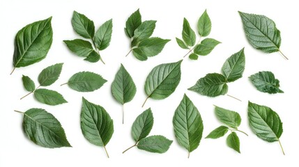 Assorted green leaves arranged on a white background.