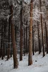 snowy dense forest. Branches covered with fresh snow.