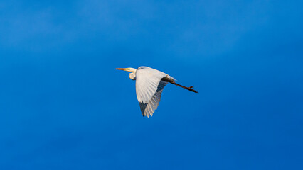 Majestic bird gliding through the clear blue sky at midday with outstretched wings showcasing natural beauty and freedom