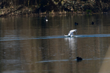 Bird skimming the water surface at a tranquil lake during a sunny afternoon in late autumn