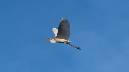 Bird soaring in clear blue sky during daylight hours, showcasing its wings and graceful flight in a...