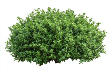 Obraz premium Isolated Bush with Green Leaves for Landscaping and Garden Design