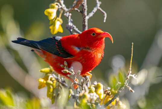 'I'iwi in Mamane shrub