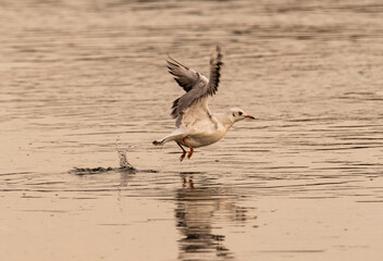 Bird takes off from water surface at sunset, capturing the serene moment in nature
