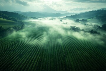 An advanced autonomous drone monitors grapevines in a vineyard, capturing data while navigating through a misty landscape at dawn, revealing lush greenery Generative AI