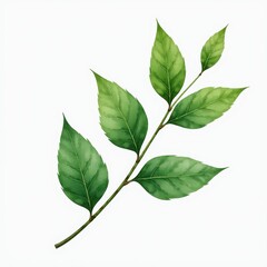 Obraz premium Detailed Watercolor Painting of Green Leaves on White Background: Realistic Style. A branch with green leaves on a white background.