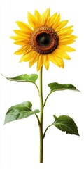 Bright Sunflower in Bloom