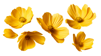 Yellow flowers with delicate petals on a clear background