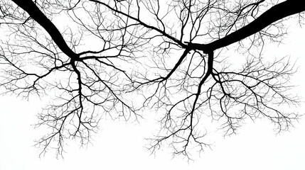 Fototapeta premium Black And White Bare Tree Branches