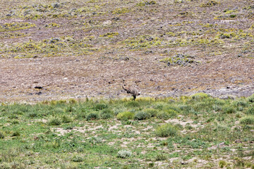 A bird called Darwin's Nandu alone on a Patagonian steppe