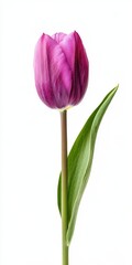 Vibrant Purple Tulip Blossom