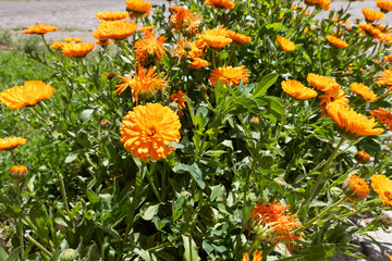 Beautiful marigolds illuminated by the summer sun