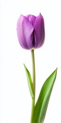 Naklejka premium Elegant Purple Tulip Flower
