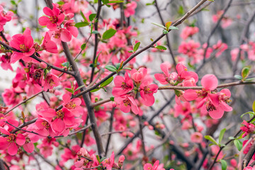 Quince tree in full bloom, bright pink flowers on its twigs. Vibrant blooming quince tree, vibrant pink flowers, spring blooming time, natural background